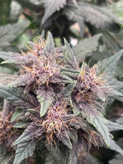 Pico Gorilla Cookies Auto. Not LSD-25. Week 11
