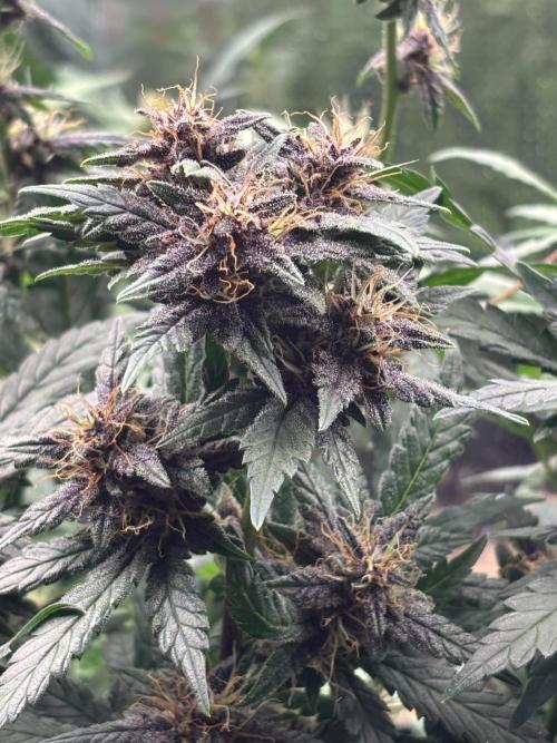 Pico Gorilla Cookies Auto. Not LSD-25. Week 11