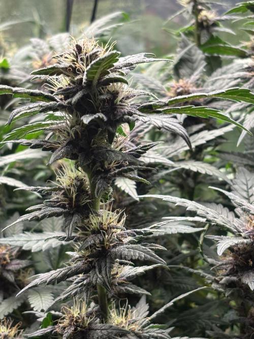 Pico Gorilla Cookies Auto. Not LSD-25. Week 11