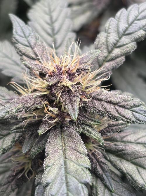Pico Gorilla Cookies Auto. Not LSD-25. Week 11