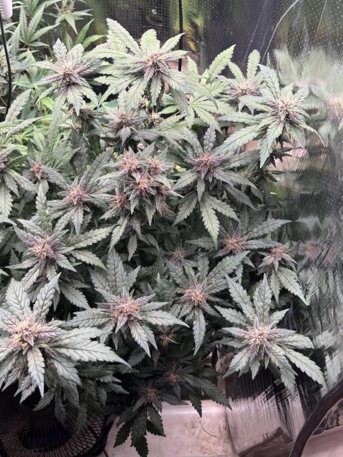 Pico Gorilla Cookies Auto. Not LSD-25. Week 11