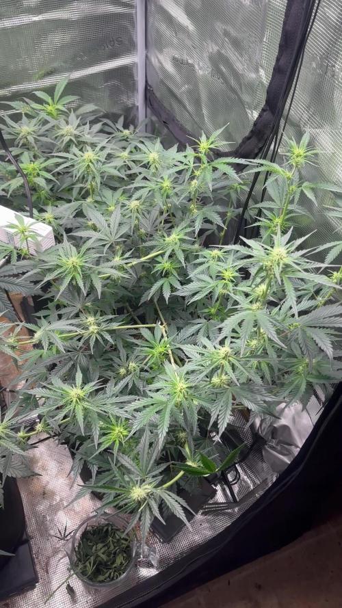 Pico Fast Buds RF3 Mix