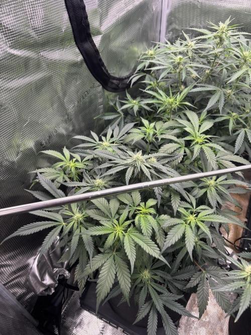 Pico Fast Buds RF3 Mix. Week 6