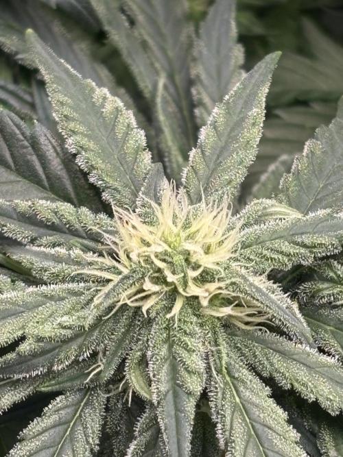 Pico Fast Buds RF3 Mix. Week 6
