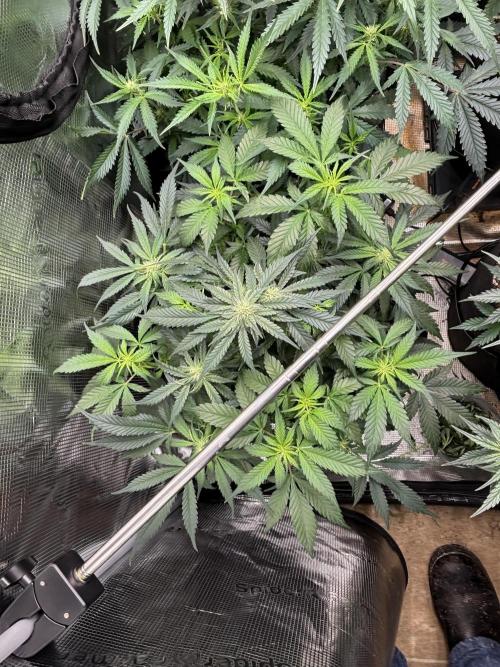 Pico Fast Buds RF3 Mix. Week 6