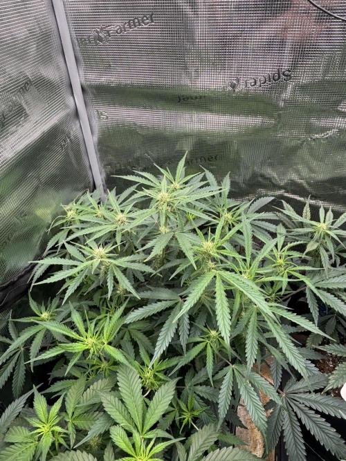 Pico Fast Buds RF3 Mix. Week 6