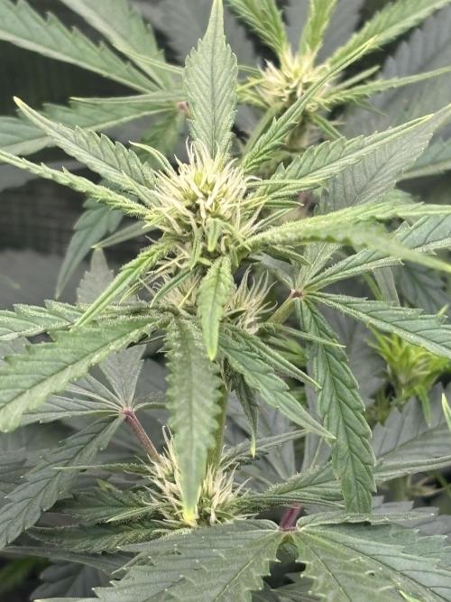 Pico Fast Buds RF3 Mix. Week 6