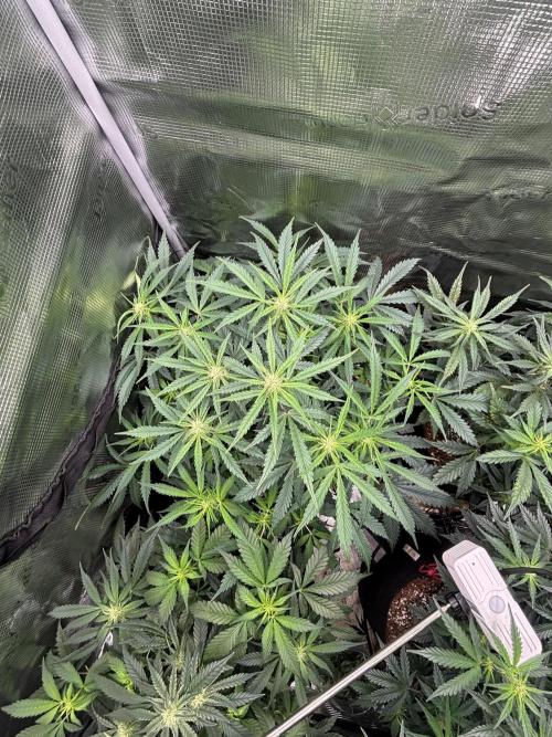 Pico Fast Buds RF3 Mix. Week 6