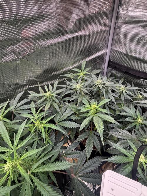 Pico Fast Buds RF3 Mix. Week 6