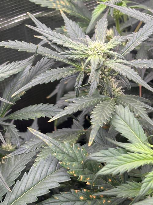 Pico Fast Buds RF3 Mix. Week 6