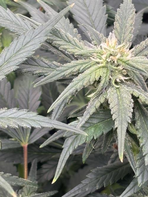 Pico Fast Buds RF3 Mix. Week 6