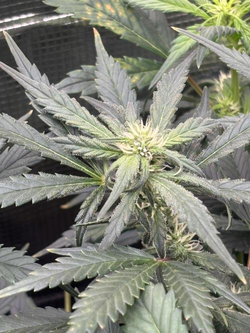 Pico Fast Buds RF3 Mix. Week 6