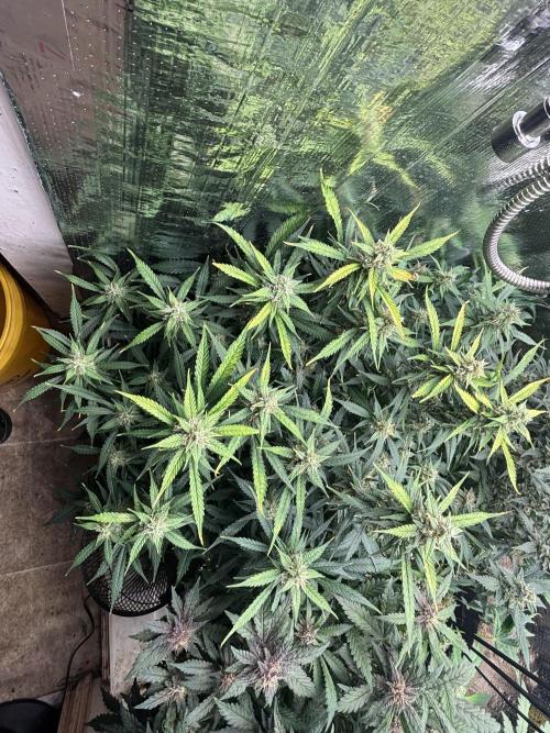Pico Gelato Auto. Week 11