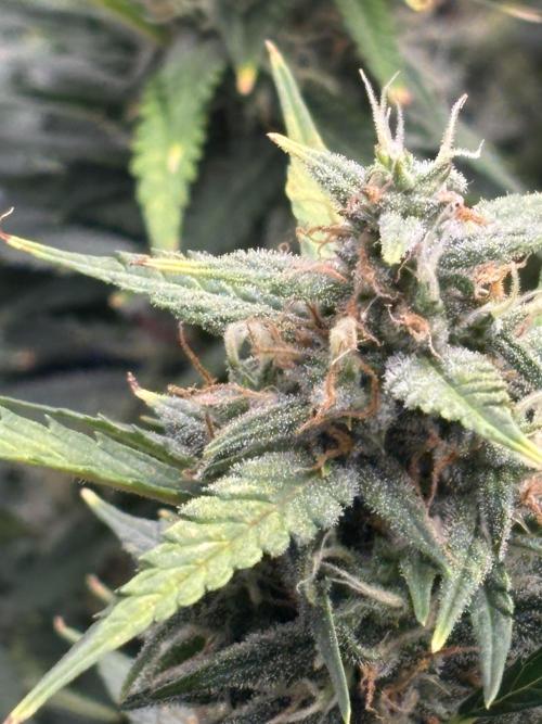 Pico Gelato Auto. Week 11