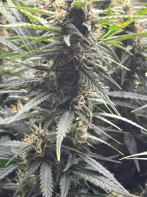 Pico Gelato Auto. Week 11