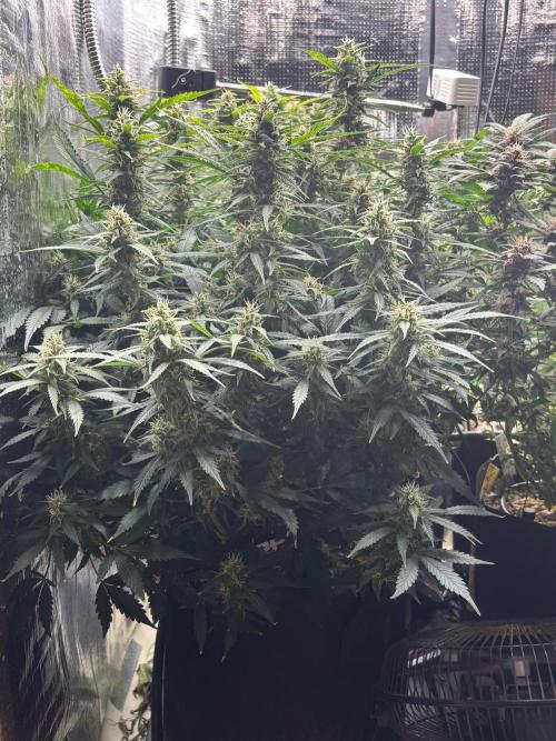 Gelato Auto. Week 11