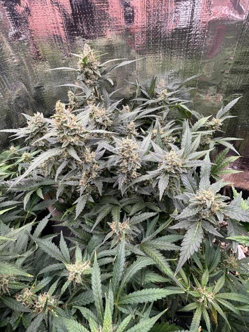 Pico Mexican Airlines Auto. Week 11