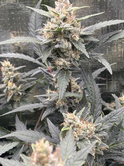Pico Mexican Airlines Auto. Week 11