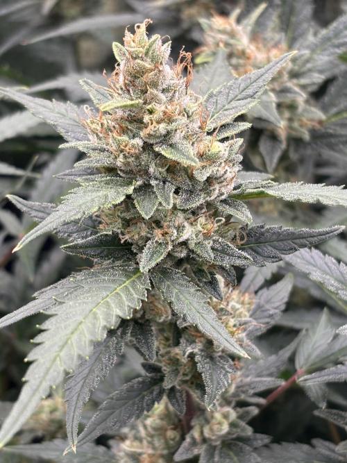 Pico Mexican Airlines Auto. Week 11