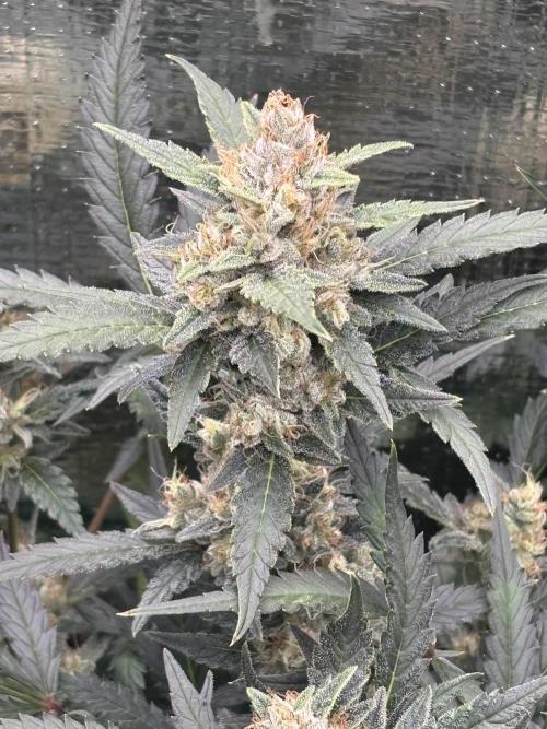 Pico Mexican Airlines Auto. Week 11