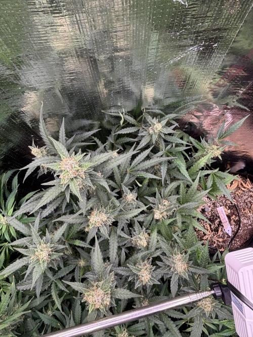 Pico Mexican Airlines Auto. Week 11