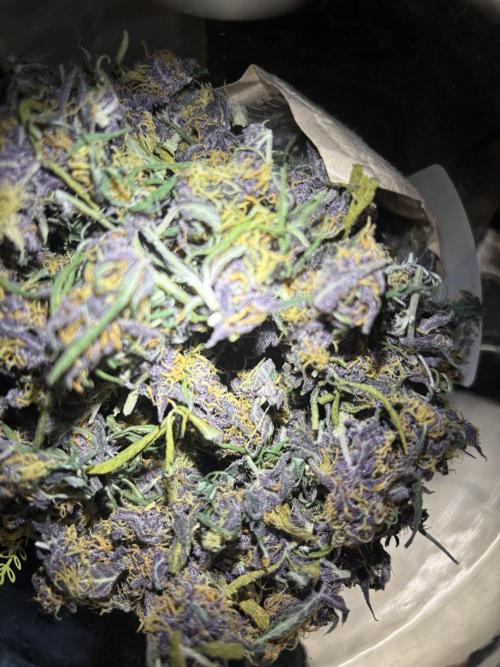 Pico LSD-25. Not Gorilla Cookies Auto. Week 12