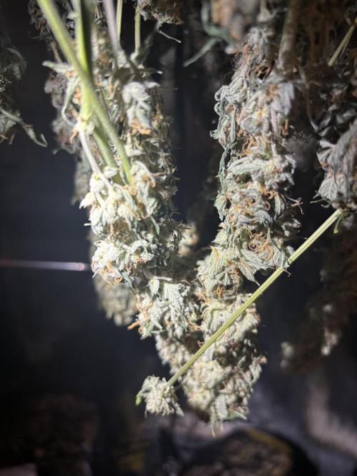 Pico Gelato Auto. Week 12