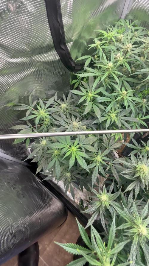Pico Fast Buds RF3 Mix