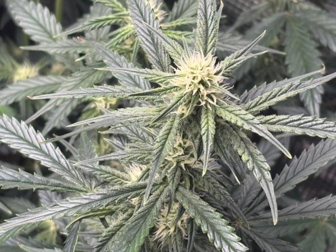 Pico Fast Buds RF3 Mix. Week 7