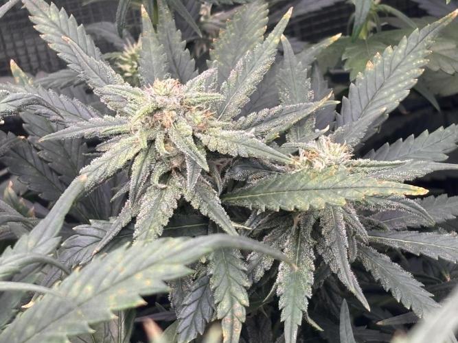Pico Fast Buds RF3 Mix. Week 7