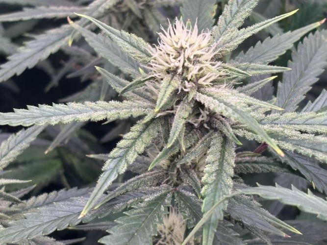 Pico Fast Buds RF3 Mix. Week 7