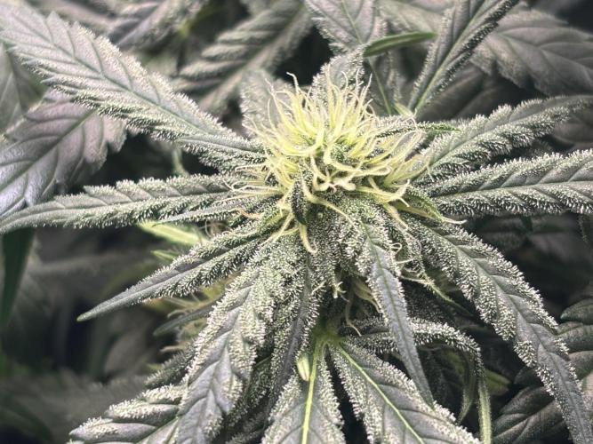 Pico Fast Buds RF3 Mix. Week 7