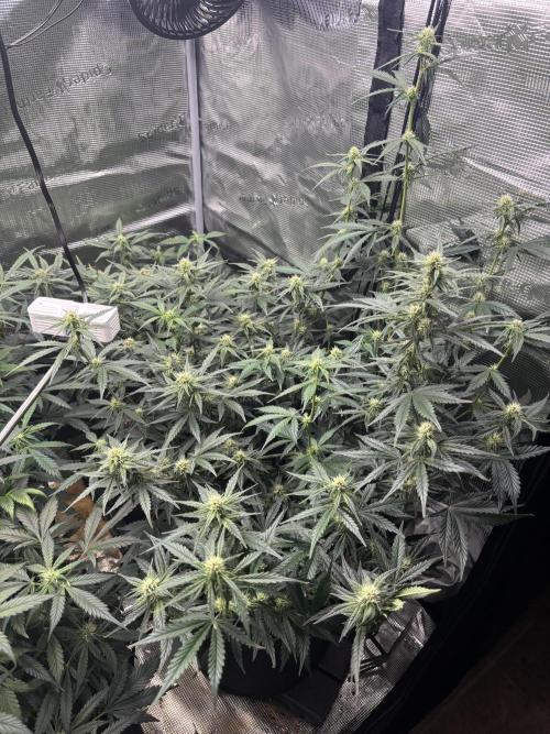 Pico Fast Buds RF3 Mix. Week 7