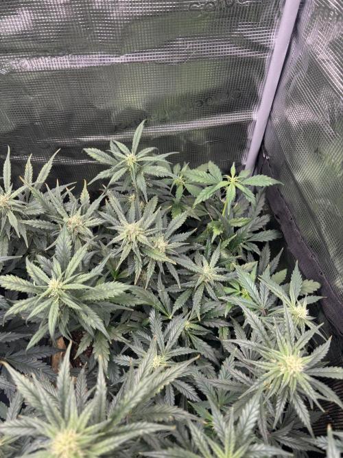 Pico Fast Buds RF3 Mix. Week 7