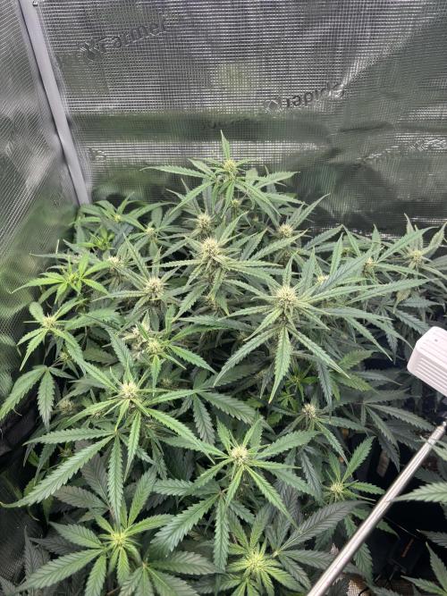 Pico Fast Buds RF3 Mix. Week 7