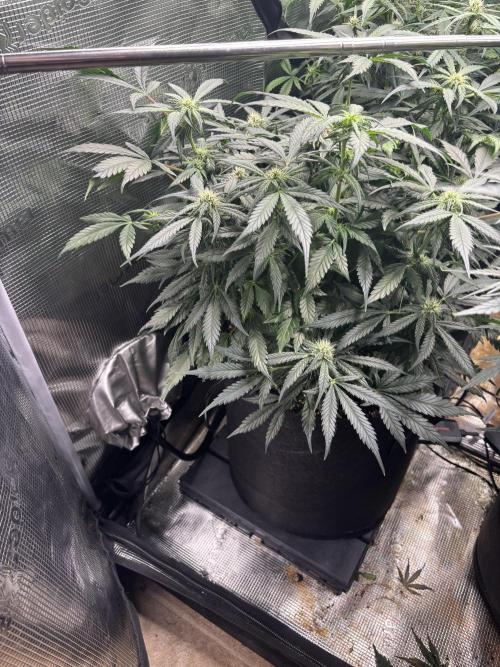 Pico Fast Buds RF3 Mix. Week 7