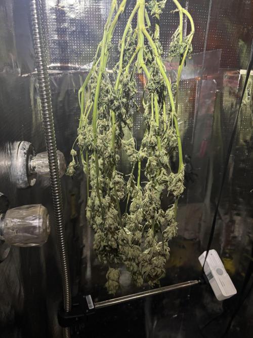 Pico Mexican Airlines Auto. Week 11