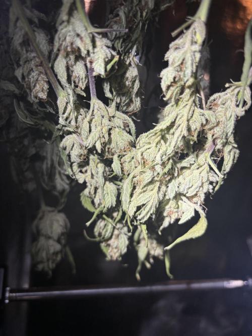Pico Mexican Airlines Auto. Week 11