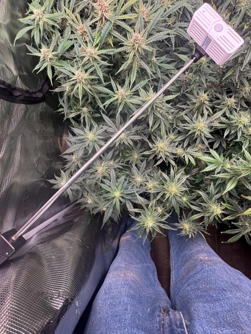Pico Fast Buds RF3 Mix. Week 8