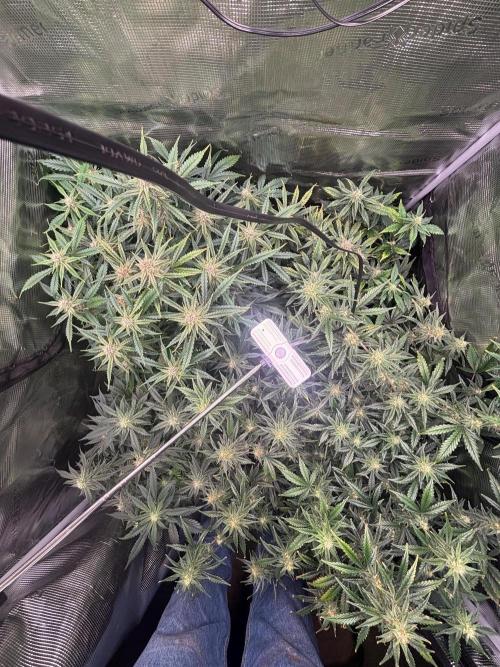 Pico Fast Buds RF3 Mix. Week 8