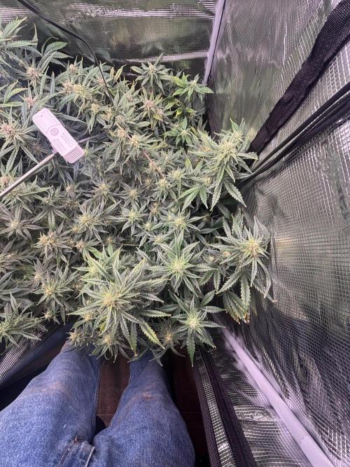 Pico Fast Buds RF3 Mix. Week 8
