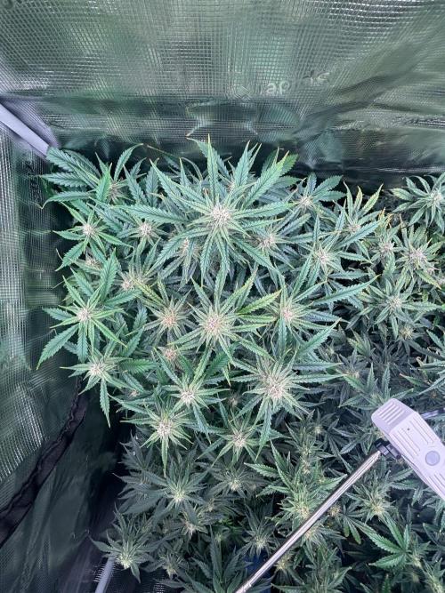 Pico Fast Buds RF3 Mix. Week 8