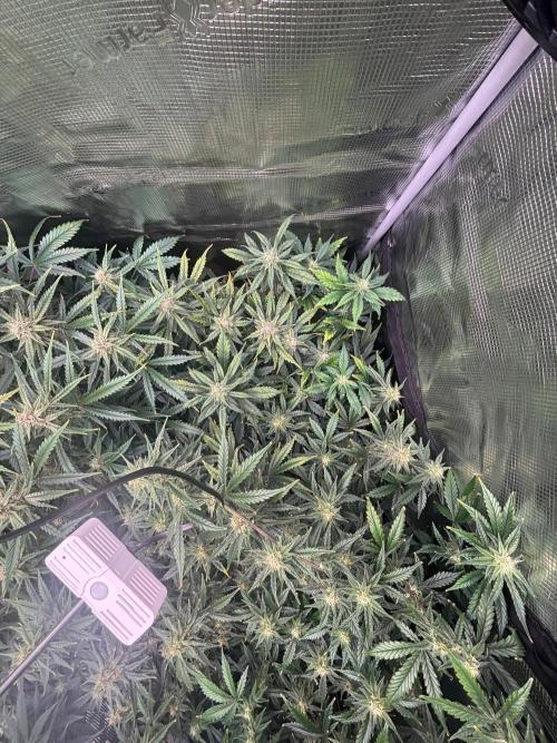 Pico Fast Buds RF3 Mix. Week 8