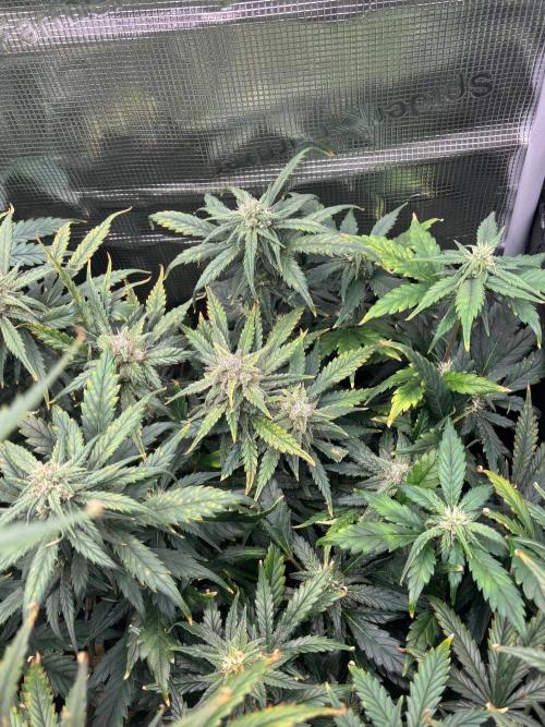 Pico Fast Buds RF3 Mix. Week 8