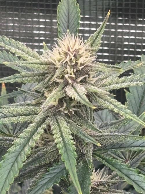 Pico Fast Buds RF3 Mix. Week 8