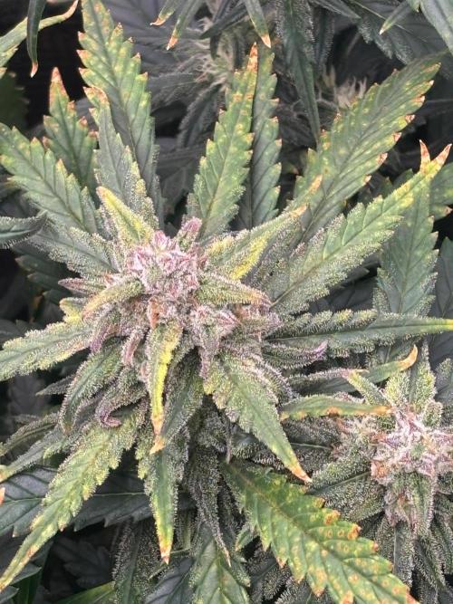 Pico Fast Buds RF3 Mix. Week 8