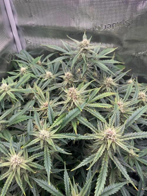 Pico Fast Buds RF3 Mix. Week 8