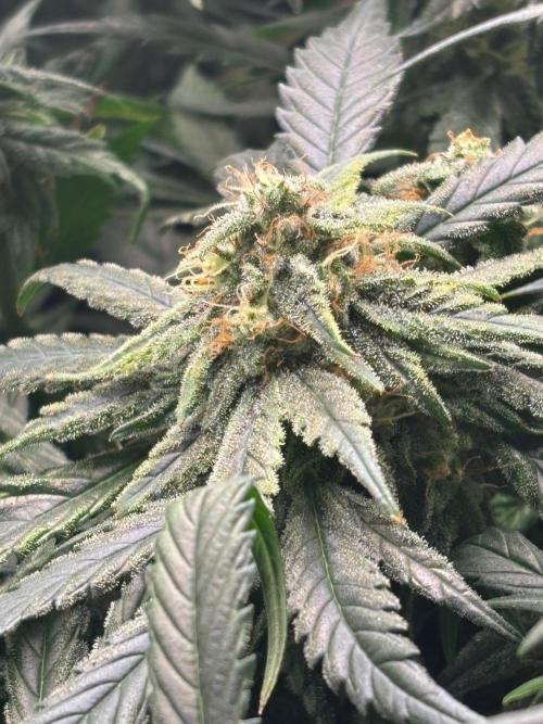 Pico Fast Buds RF3 Mix. Week 8