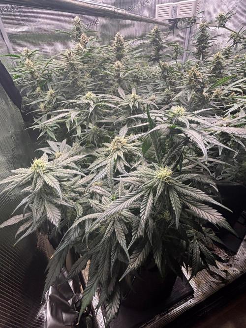 Pico Fast Buds RF3 Mix. Week 8