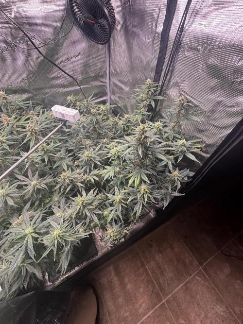 Pico Fast Buds RF3 Mix. Week 8